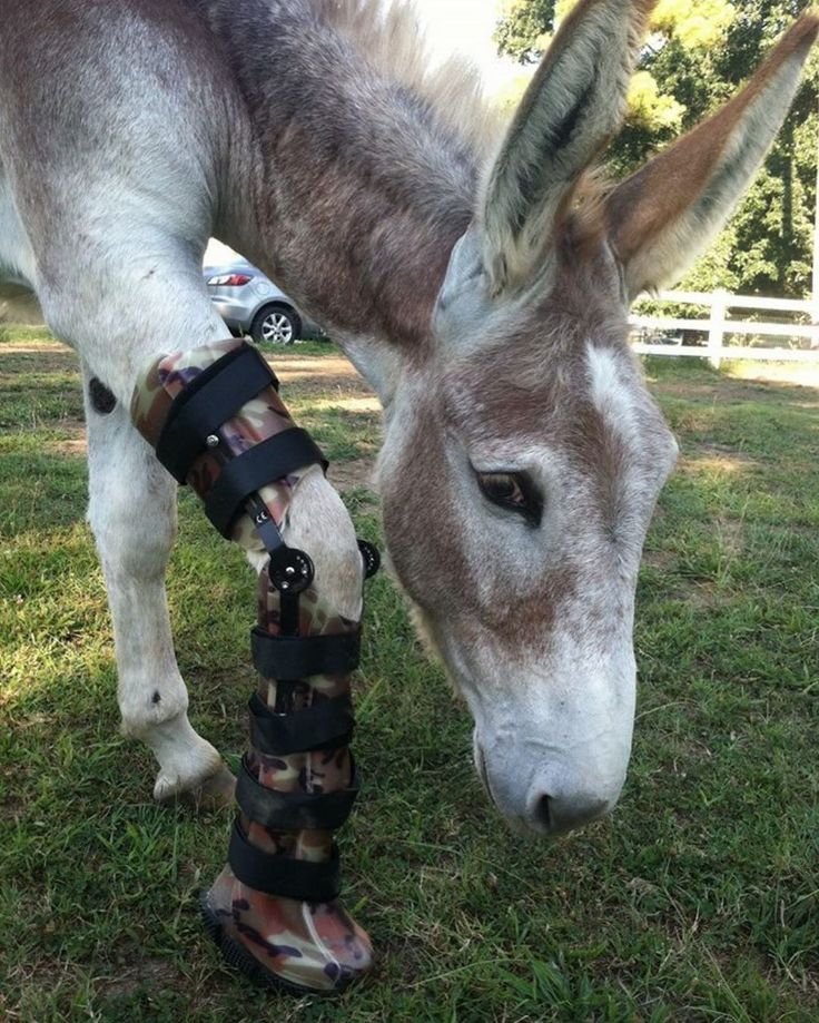 bionic pets on instagram “homer the donkey loving life #donkey #ass #bionicpets #iamadaptive #petprosthetics #mule #legz #legsfordays #ears”