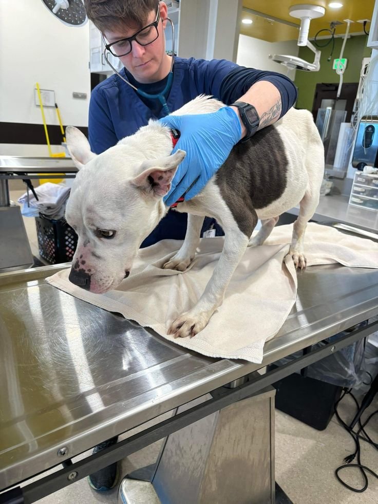 found-on-a-porch-pleading-for-help